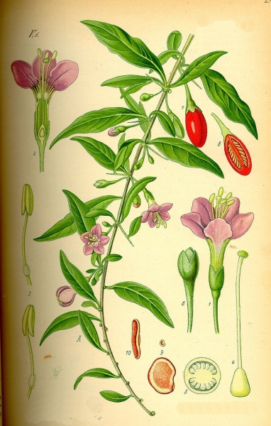 Pflanzenbild gross Bocksdorn - Lycium barbarum