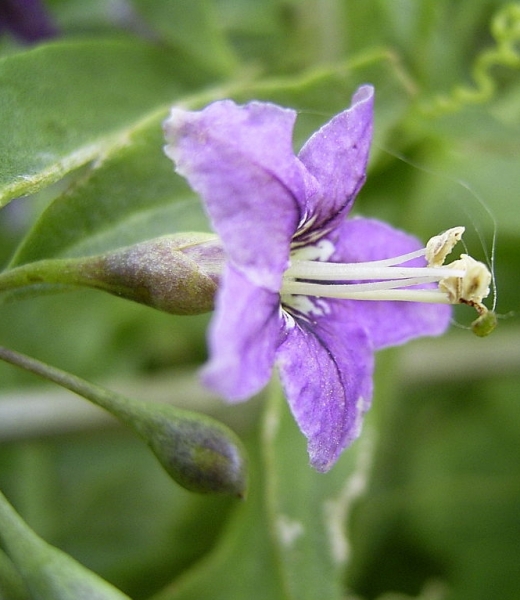 Pflanzenbild gross Bocksdorn - Lycium barbarum