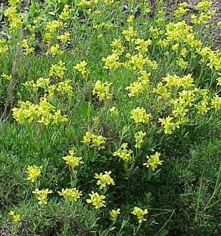 Pflanzenbild gross Schweizer Schöterich - Erysimum rhaeticum aggr.