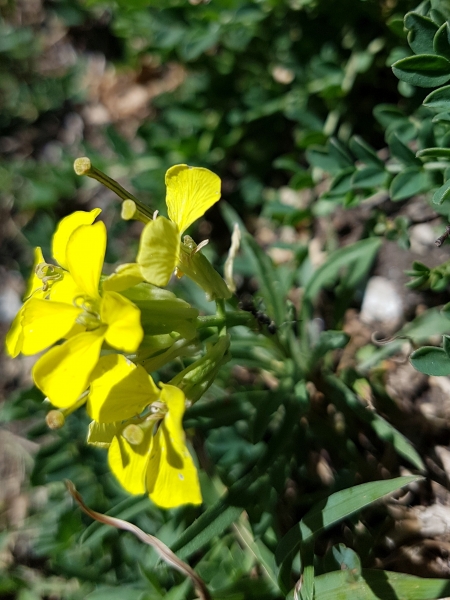 Pflanzenbild gross Schweizer Schöterich - Erysimum rhaeticum aggr.