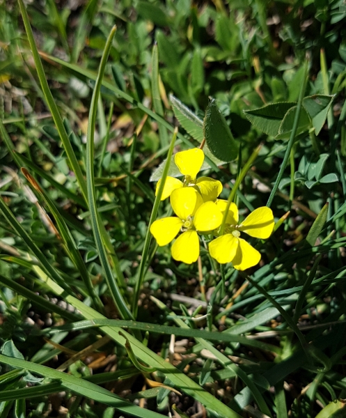 Pflanzenbild gross Schweizer Schöterich - Erysimum rhaeticum aggr.