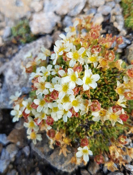 Pflanzenbild gross Flachblättriger Steinbrech - Saxifraga muscoides