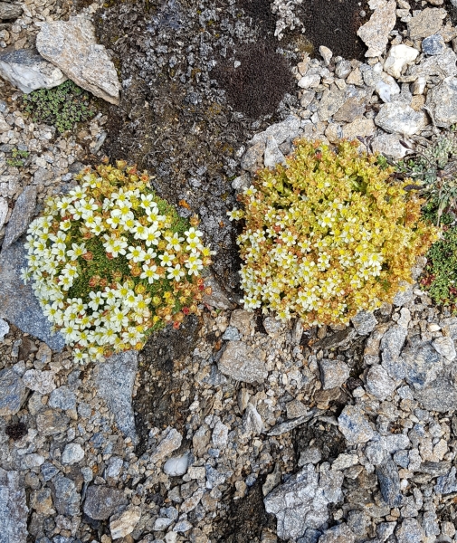 Pflanzenbild gross Flachblättriger Steinbrech - Saxifraga muscoides