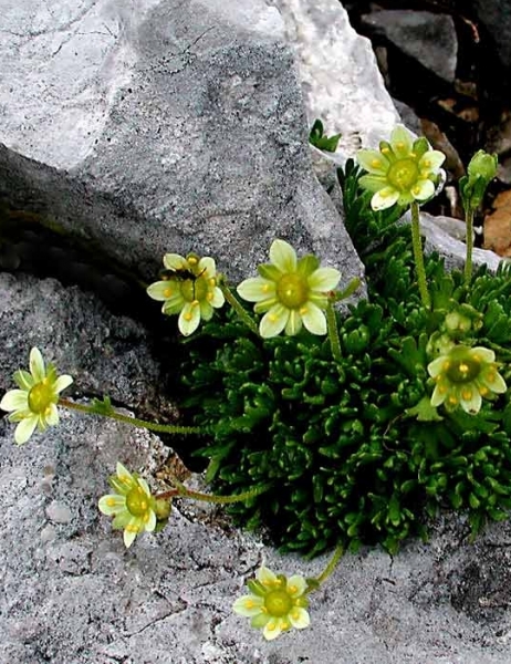 Pflanzenbild gross Moschus-Steinbrech - Saxifraga exarata subsp. moschata
