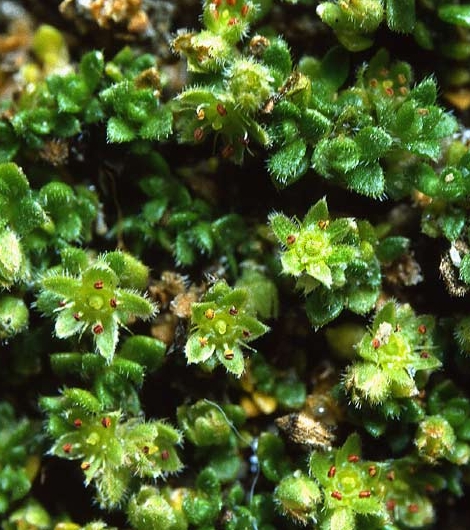 Pflanzenbild gross Alpen-Bruchkraut - Herniaria alpina