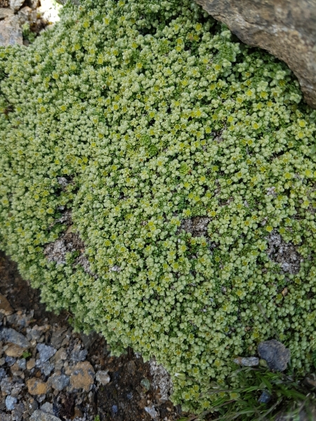Pflanzenbild gross Alpen-Bruchkraut - Herniaria alpina