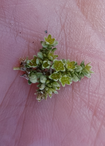 Pflanzenbild gross Alpen-Bruchkraut - Herniaria alpina