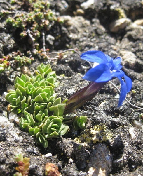 Pflanzenbild gross Schleichers Enzian - Gentiana schleicheri