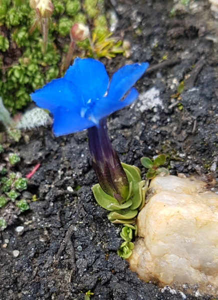Pflanzenbild gross Schleichers Enzian - Gentiana schleicheri