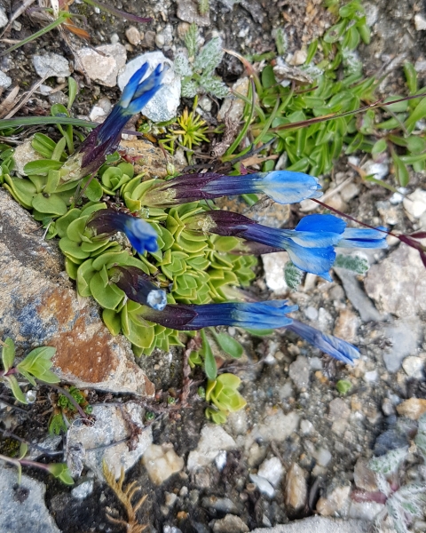 Pflanzenbild gross Schleichers Enzian - Gentiana schleicheri