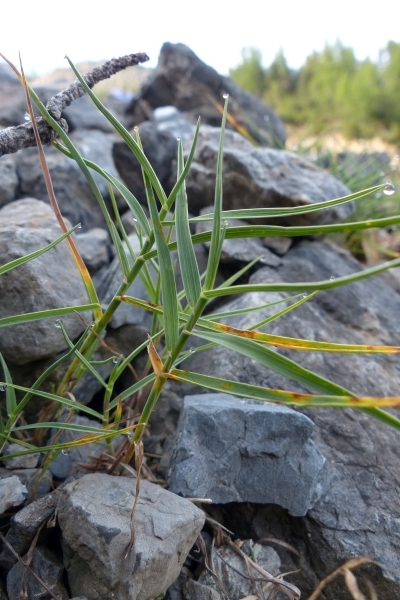 Pflanzenbild gross Zweizeiliger Goldhafer - Trisetum distichophyllum