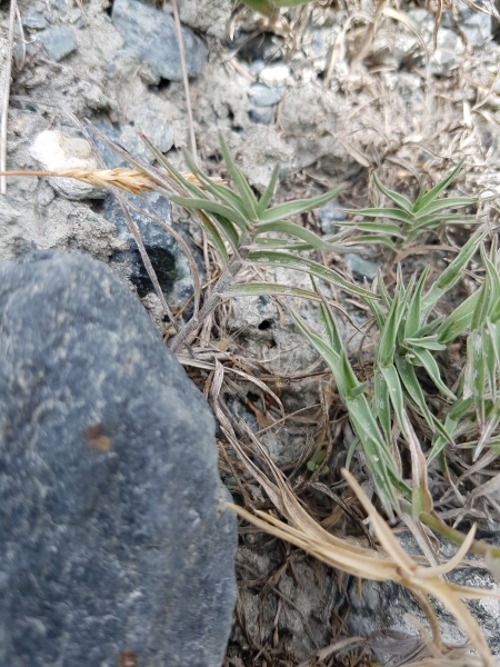 Pflanzenbild gross Zweizeiliger Goldhafer - Trisetum distichophyllum