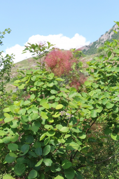Pflanzenbild gross Perückenstrauch - Cotinus coggygria