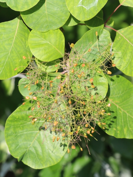 Pflanzenbild gross Perückenstrauch - Cotinus coggygria