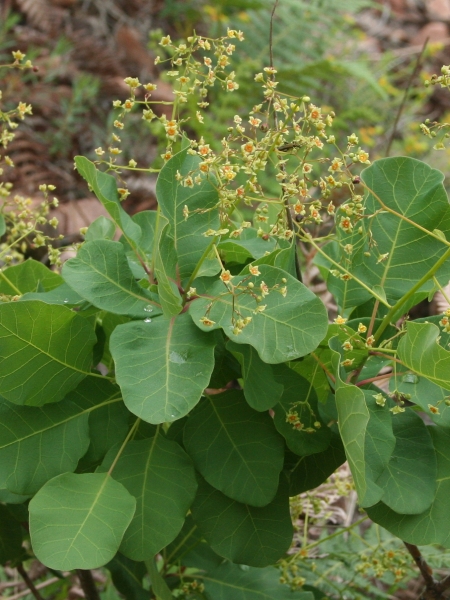 Pflanzenbild gross Perückenstrauch - Cotinus coggygria