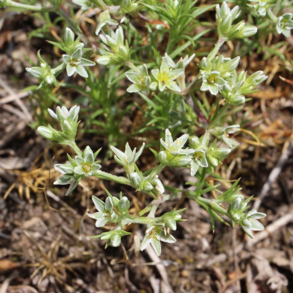 Pflanzenbild gross Ausdauernder Knäuel - Scleranthus perennis