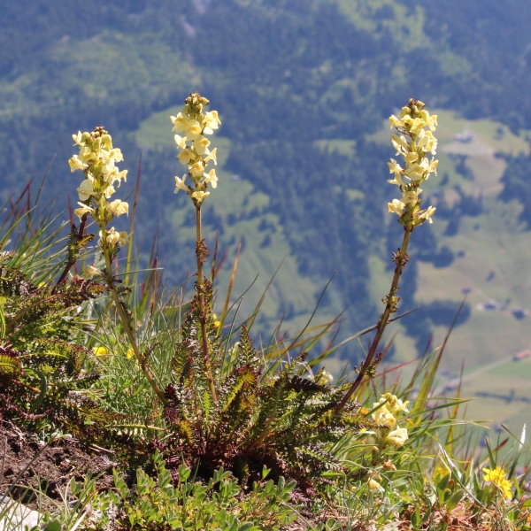 Pflanzenbild gross Aufsteigendes Läusekraut - Pedicularis ascendens