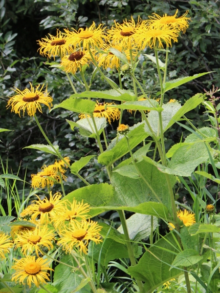 Pflanzenbild gross Grosses Rindsauge - Telekia speciosa