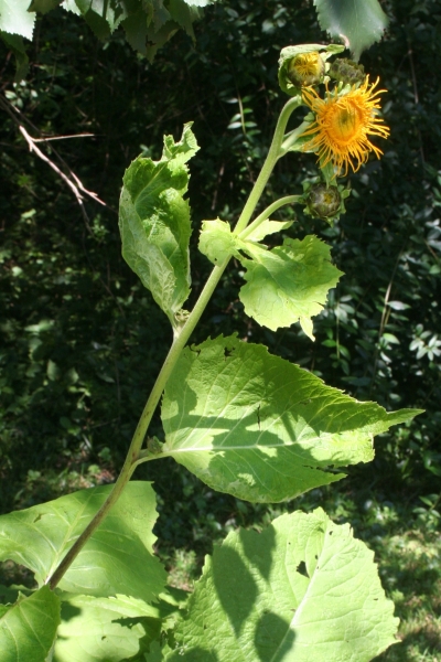 Pflanzenbild gross Grosses Rindsauge - Telekia speciosa