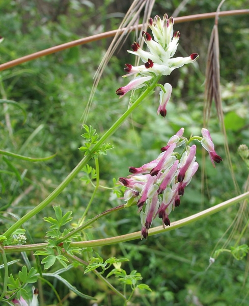 Pflanzenbild gross Klimmender Erdrauch - Fumaria capreolata