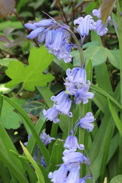 Pflanzenbild gross Hasenglöckchen - Hyacinthoides non-scripta