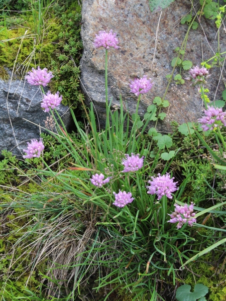 Pflanzenbild gross Berg-Lauch - Allium lusitanicum