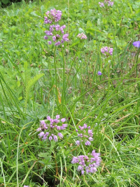 Pflanzenbild gross Berg-Lauch - Allium lusitanicum