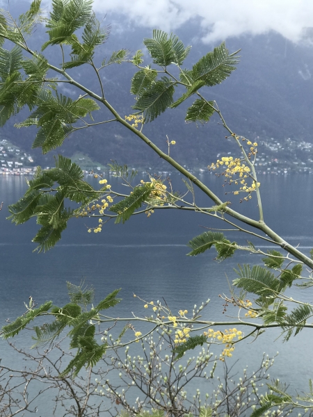 Pflanzenbild gross Falsche Mimose - Acacia dealbata