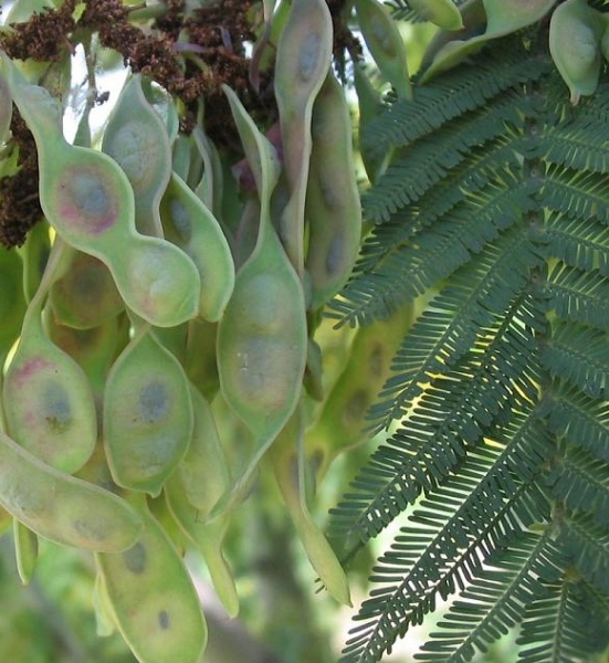 Pflanzenbild gross Falsche Mimose - Acacia dealbata