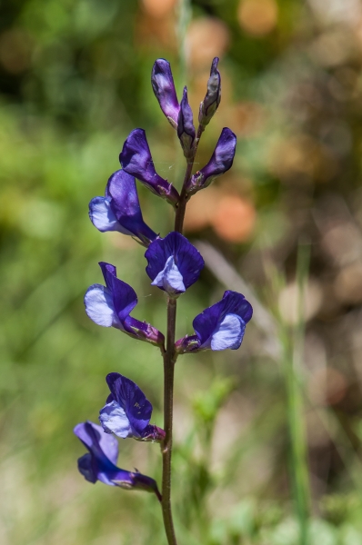 Pflanzenbild gross Esparsetten-Wicke - Vicia onobrychioides