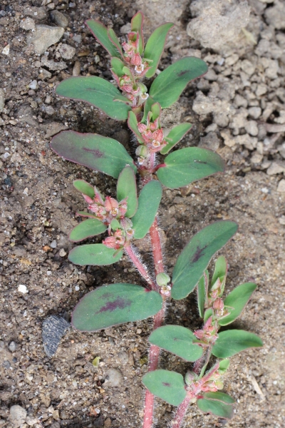 Pflanzenbild gross Gefleckte Wolfsmilch - Euphorbia maculata