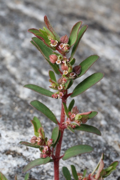 Pflanzenbild gross Gefleckte Wolfsmilch - Euphorbia maculata
