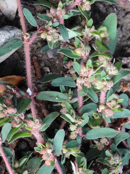Pflanzenbild gross Gefleckte Wolfsmilch - Euphorbia maculata