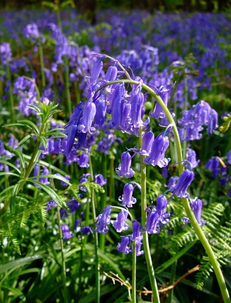 Pflanzenbild gross Hasenglöckchen - Hyacinthoides non-scripta