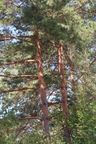 Pflanzenbild gross Wald-Föhre - Pinus sylvestris