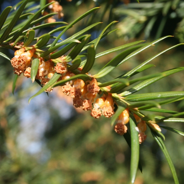 Pflanzenbild gross Eibe - Taxus baccata