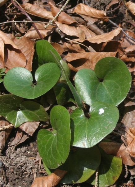 Pflanzenbild gross Europäische Haselwurz - Asarum europaeum