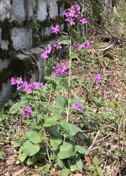 Pflanzenbild gross Gemeine Nachtviole - Hesperis matronalis