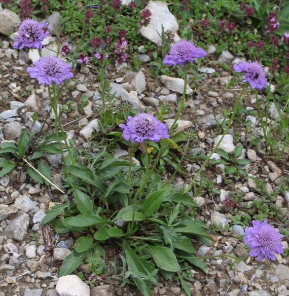 Pflanzenbild gross Tauben-Skabiose - Scabiosa columbaria
