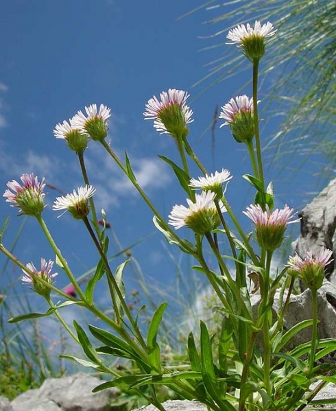 Pflanzenbild gross Vielgestaltiges Berufkraut - Erigeron glabratus