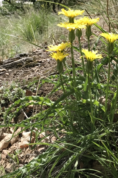 Pflanzenbild gross Österreicher Schwarzwurzel - Scorzonera austriaca