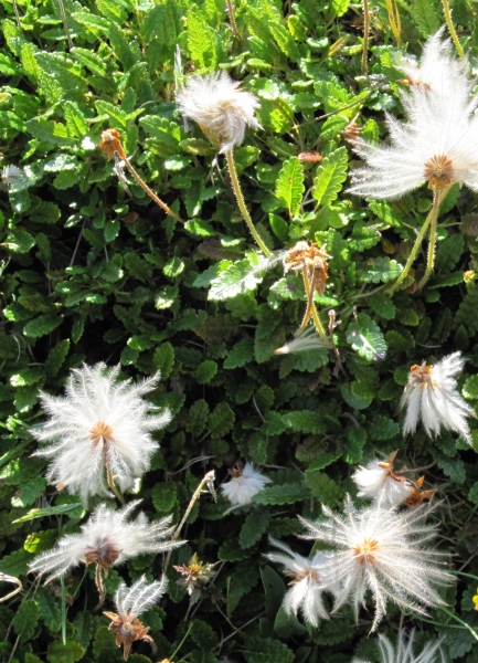 Pflanzenbild gross Silberwurz - Dryas octopetala