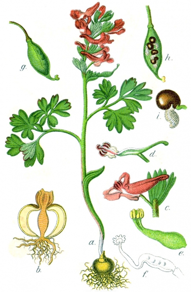 Pflanzenbild gross Festknolliger Lerchensporn - Corydalis solida