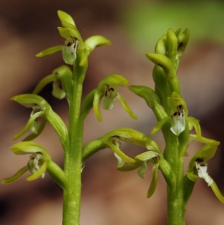 Pflanzenbild gross Korallenwurz - Corallorhiza trifida