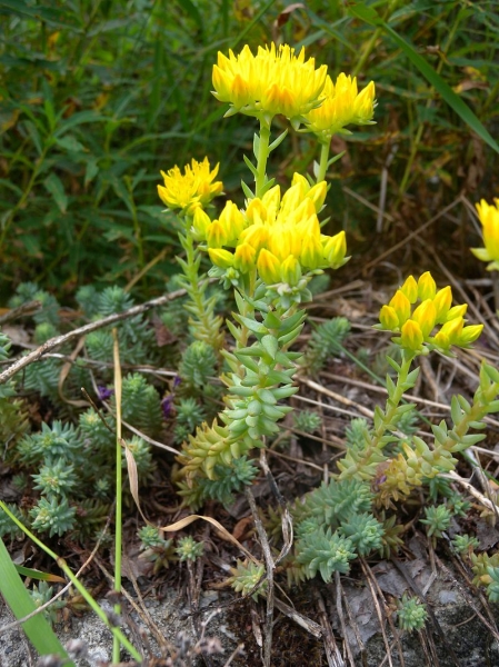 Pflanzenbild gross Gewöhnlicher Felsen-Mauerpfeffer - Sedum rupestre