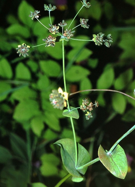 Pflanzenbild gross Langblättriges Hasenohr - Bupleurum longifolium