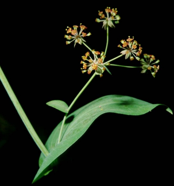 Pflanzenbild gross Langblättriges Hasenohr - Bupleurum longifolium