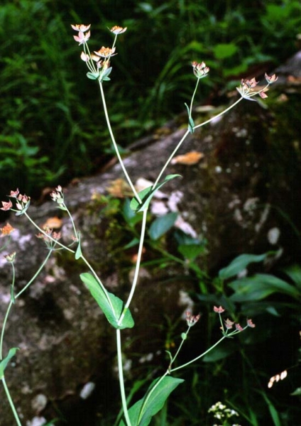 Pflanzenbild gross Langblättriges Hasenohr - Bupleurum longifolium