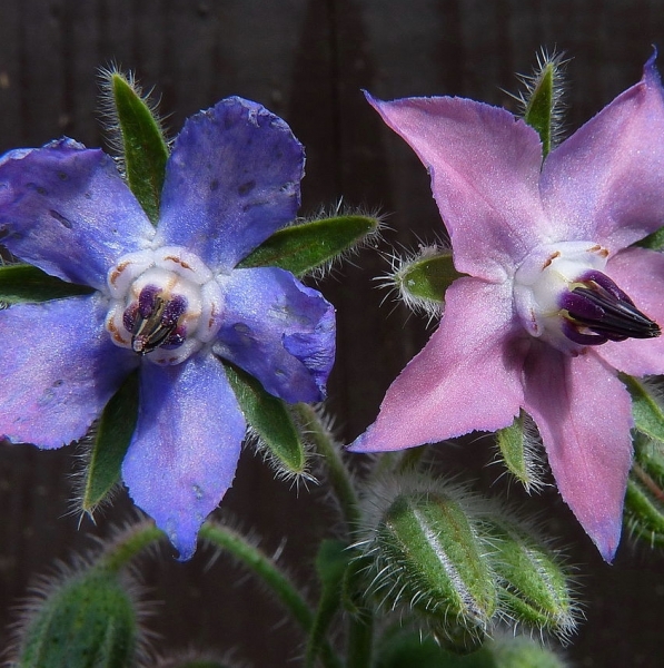 Pflanzenbild gross Borretsch - Borago officinalis