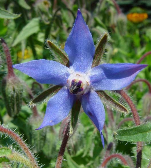 Pflanzenbild gross Borretsch - Borago officinalis